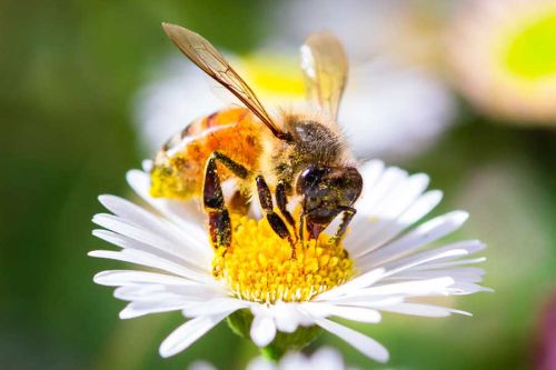 Honey bee on a daisy flower